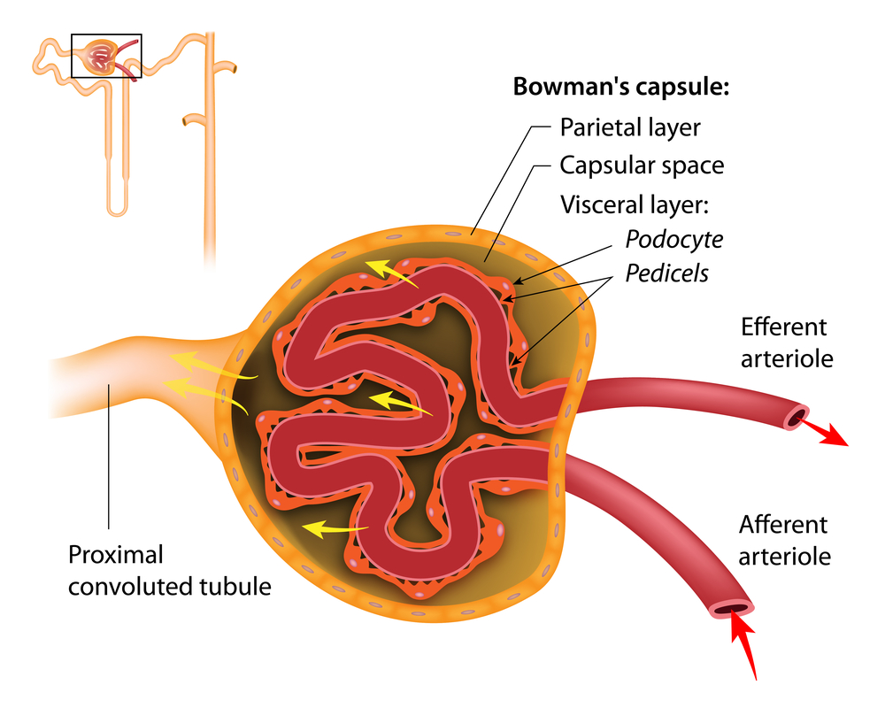 alport disease study