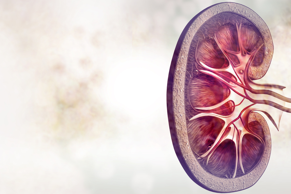 Erlotinib study in Alport syndrome