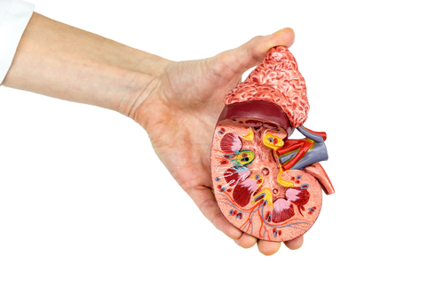 COL4A4 kidney diseases